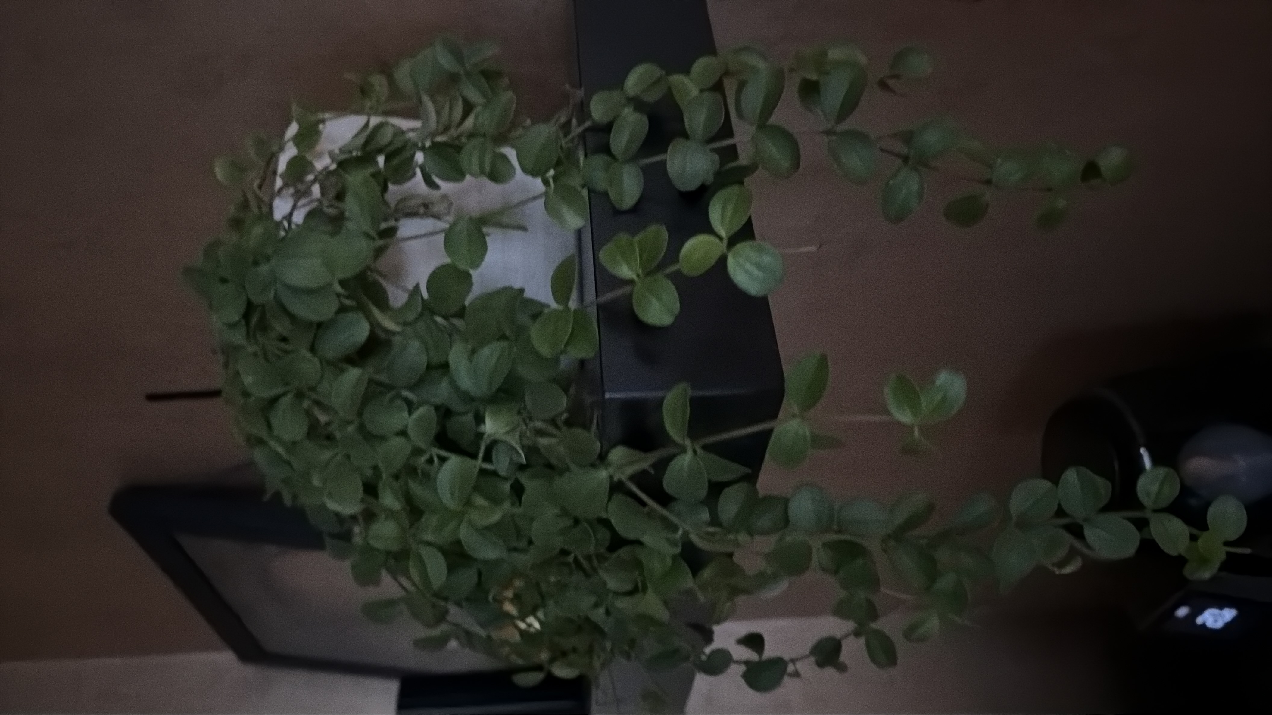 Knoopjespeperomia