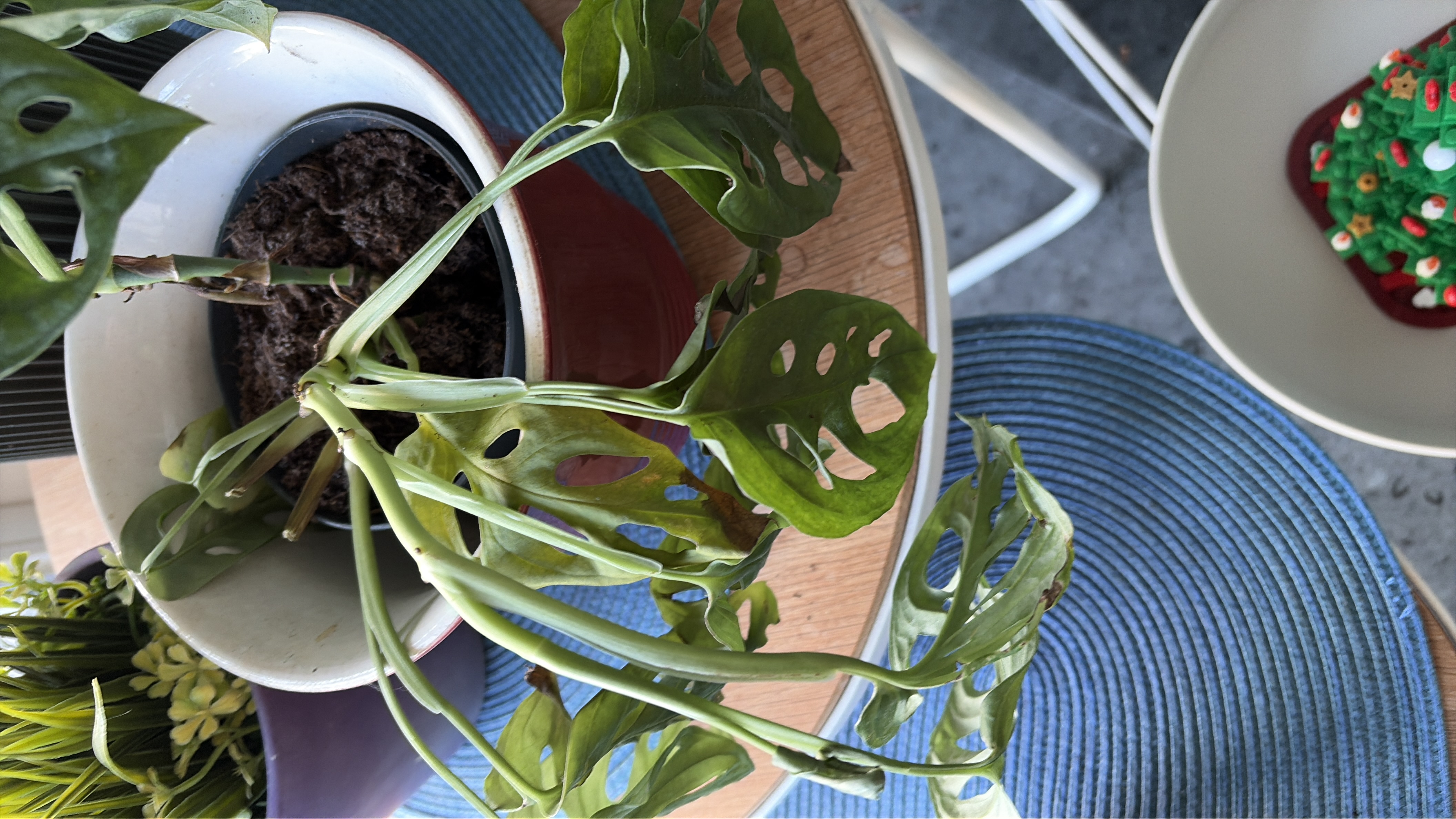 Gatenplant (Monkey Mask)