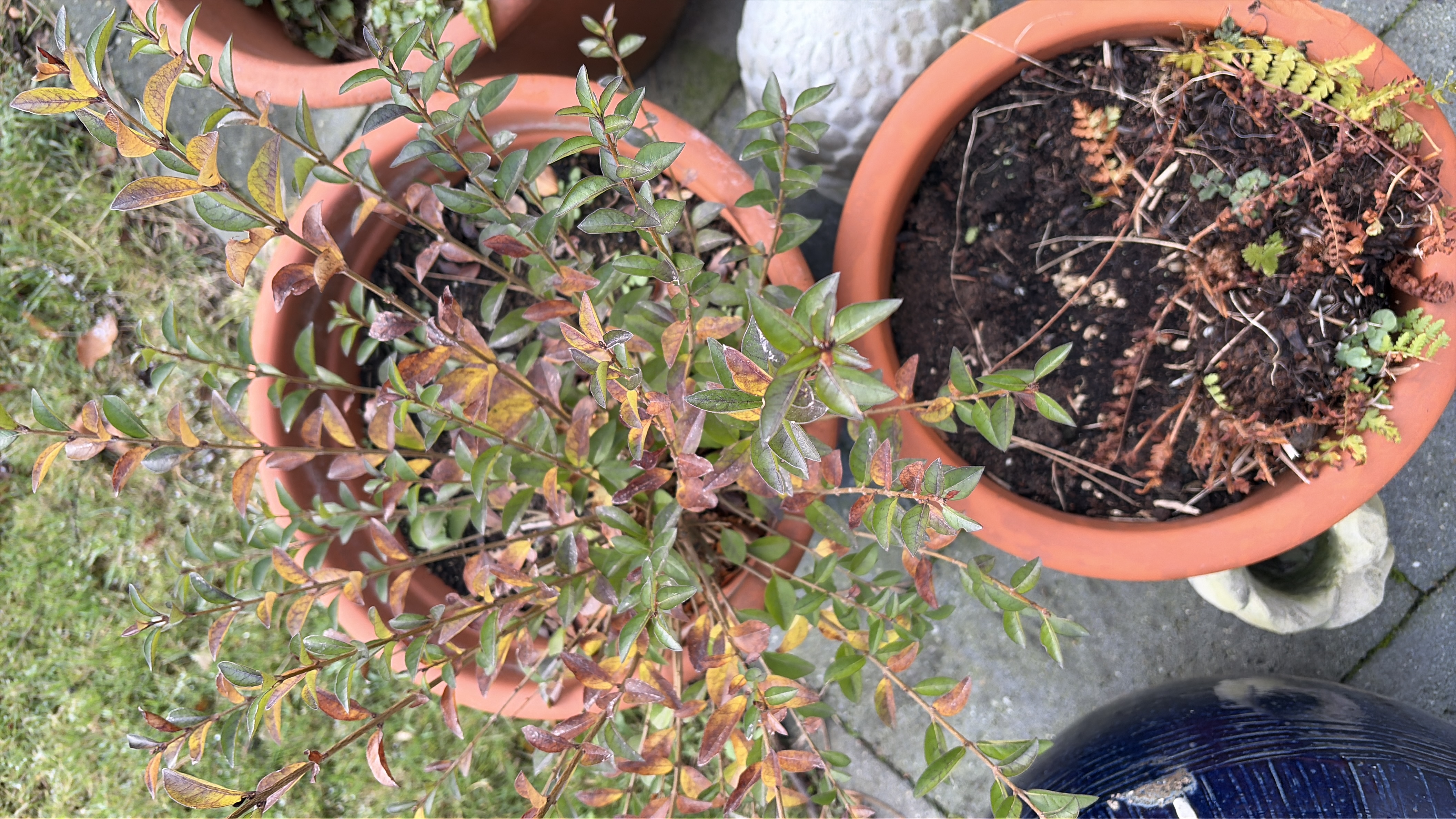 Nieuw-Zeelandse Mirte